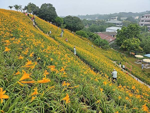 初夏虎山巖 賞金針花 吃炒金針