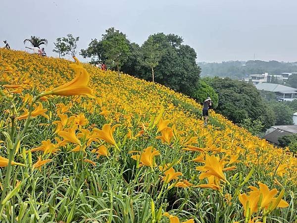 初夏虎山巖 賞金針花 吃炒金針