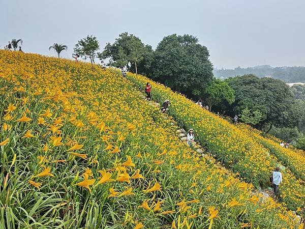 初夏虎山巖 賞金針花 吃炒金針