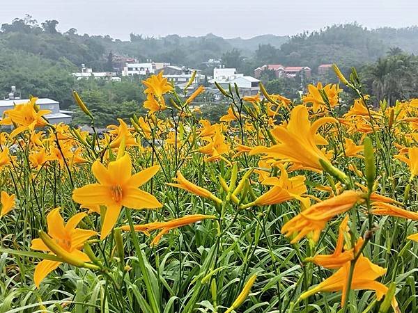 初夏虎山巖 賞金針花 吃炒金針