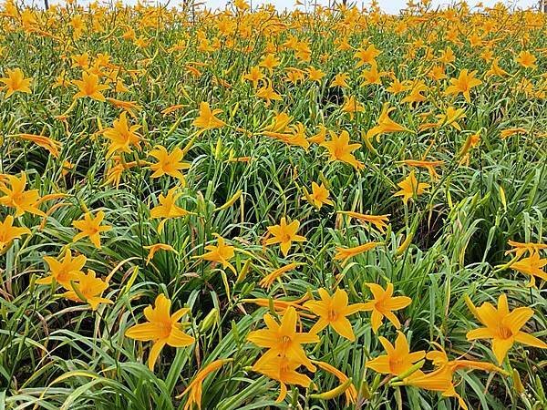 初夏虎山巖 賞金針花 吃炒金針