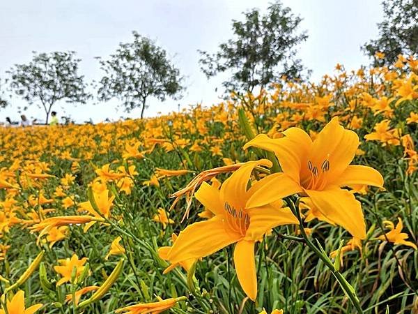 初夏虎山巖 賞金針花 吃炒金針