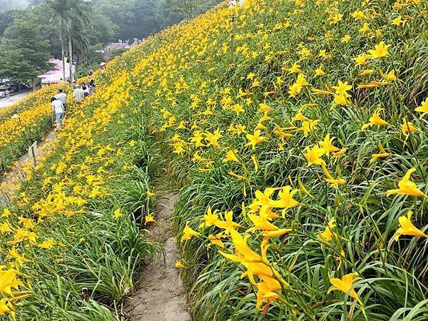 初夏虎山巖 賞金針花 吃炒金針