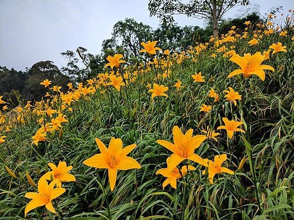 初夏虎山巖 賞金針花 吃炒金針