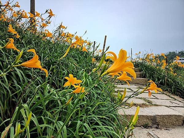 初夏虎山巖 賞金針花 吃炒金針