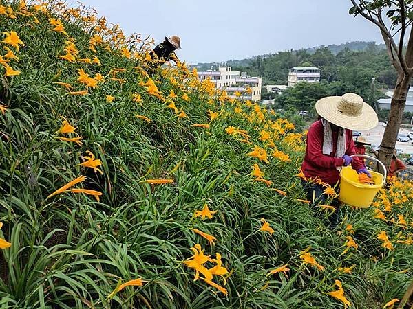 初夏虎山巖 賞金針花 吃炒金針