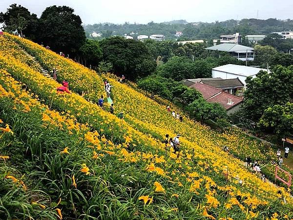 初夏虎山巖 賞金針花 吃炒金針