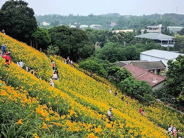 初夏虎山巖 賞金針花 吃炒金針