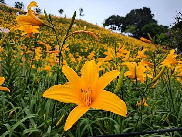 初夏虎山巖 賞金針花 吃炒金針