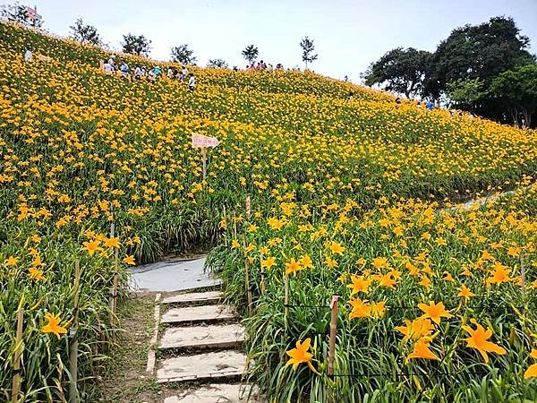 初夏虎山巖 賞金針花 吃炒金針