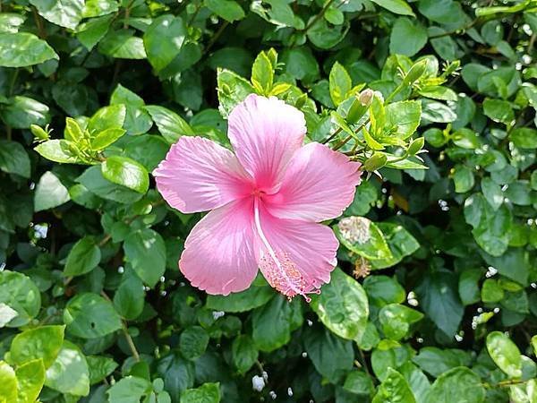 初夏虎山巖 賞金針花 吃炒金針