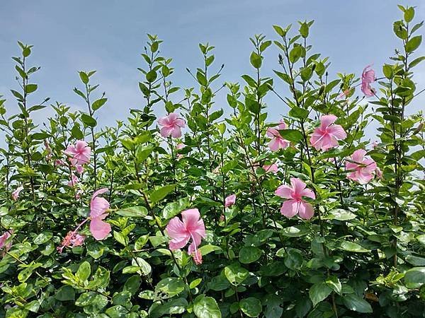 初夏虎山巖 賞金針花 吃炒金針