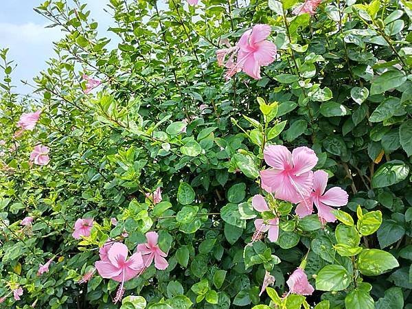 初夏虎山巖 賞金針花 吃炒金針