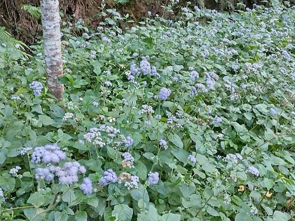 日月潭 四月百花路．向山懸臂式觀景台．看見拉魯