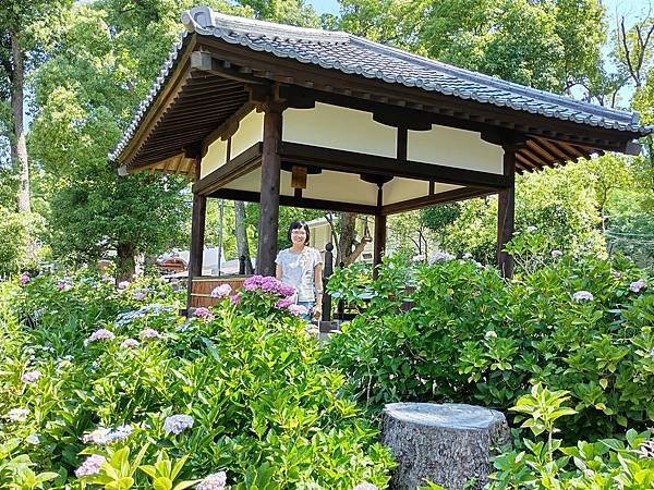 京都初夏 紫陽花：藤森神社