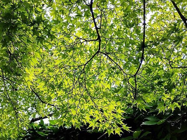 京都初夏 紫陽花：三訪小野咖啡館（カフェトライマソグル）．雅