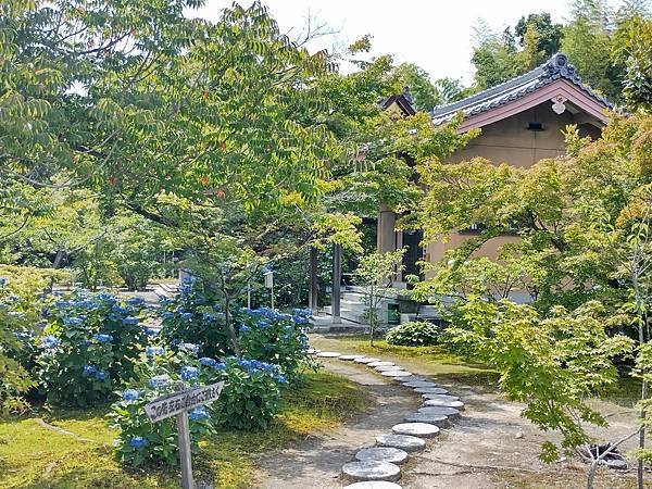 京都初夏 紫陽花：三訪小野咖啡館（カフェトライマソグル）．雅