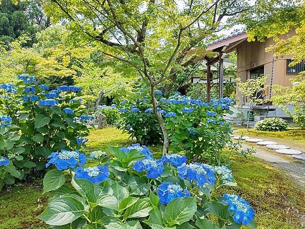 京都初夏 紫陽花：三訪小野咖啡館（カフェトライマソグル）．雅