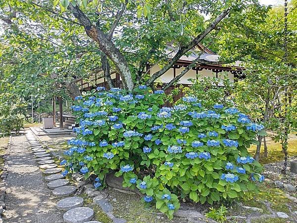 京都初夏 紫陽花：三訪小野咖啡館（カフェトライマソグル）．雅