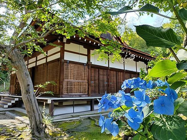 京都初夏 紫陽花：三訪小野咖啡館（カフェトライマソグル）．雅