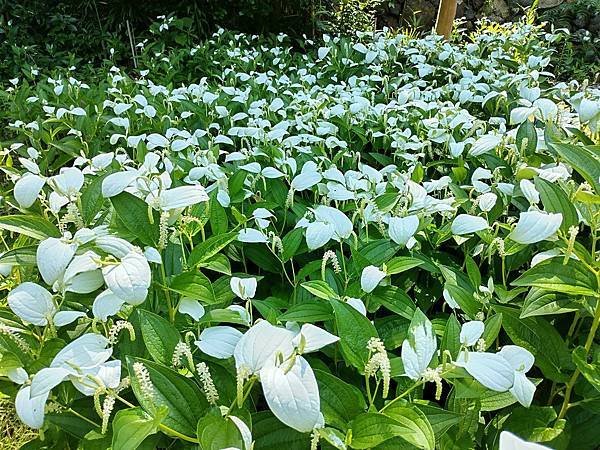 京都初夏 紫陽花：三訪小野咖啡館（カフェトライマソグル）．雅