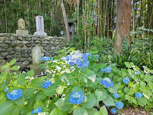 京都初夏 紫陽花：三訪小野咖啡館（カフェトライマソグル）．雅