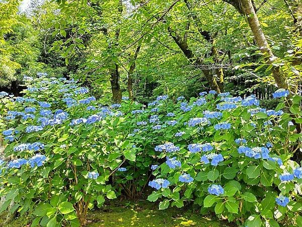 京都初夏 紫陽花：三訪小野咖啡館（カフェトライマソグル）．雅