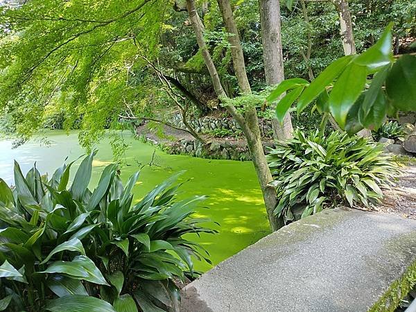 京都初夏 紫陽花：三訪小野咖啡館（カフェトライマソグル）．雅