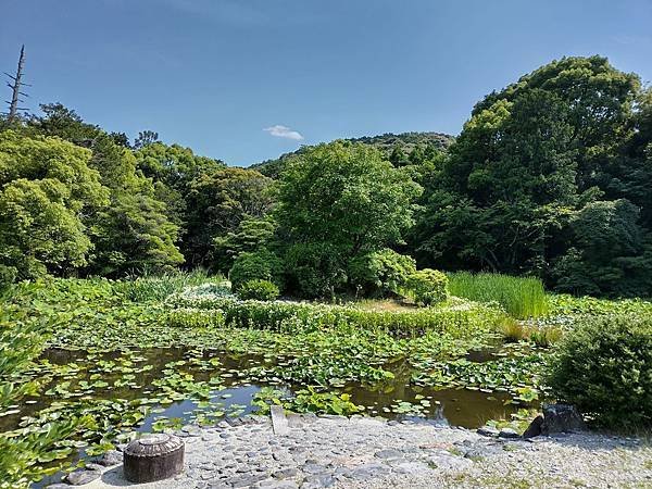 京都初夏 紫陽花：三訪小野咖啡館（カフェトライマソグル）．雅