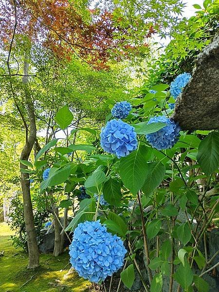 京都初夏 紫陽花：三訪小野咖啡館（カフェトライマソグル）．雅