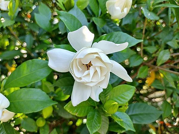 京都初夏 紫陽花：三訪小野咖啡館（カフェトライマソグル）．雅