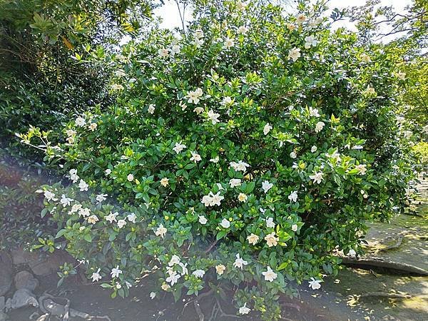 京都初夏 紫陽花：三訪小野咖啡館（カフェトライマソグル）．雅