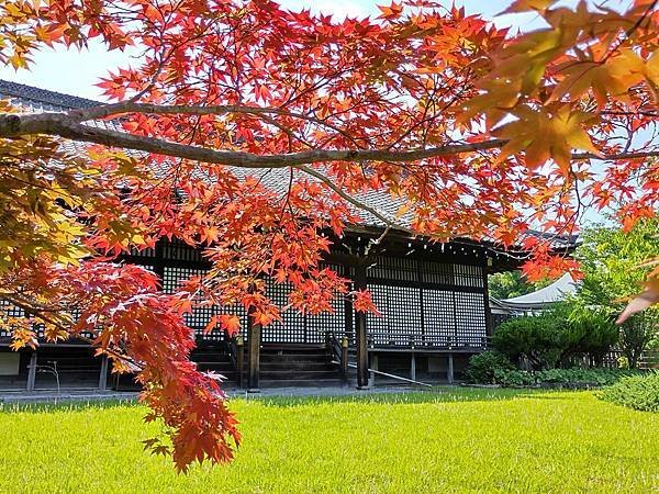 京都初夏 紫陽花：三訪小野咖啡館（カフェトライマソグル）．雅