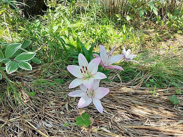 京都初夏 紫陽花：三訪小野咖啡館（カフェトライマソグル）．雅