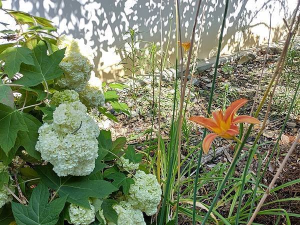 京都初夏 紫陽花：三訪小野咖啡館（カフェトライマソグル）．雅