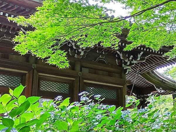 京都初夏 紫陽花：柳谷觀音 楊谷寺