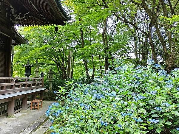 京都初夏 紫陽花：柳谷觀音 楊谷寺