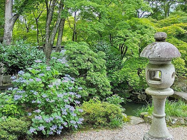 京都初夏 紫陽花：柳谷觀音 楊谷寺