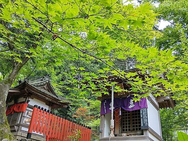 京都初夏 紫陽花：柳谷觀音 楊谷寺
