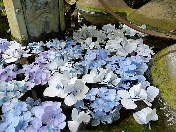 京都初夏 紫陽花：柳谷觀音 楊谷寺