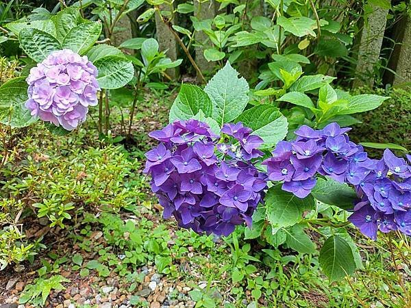 京都初夏 紫陽花：柳谷觀音 楊谷寺