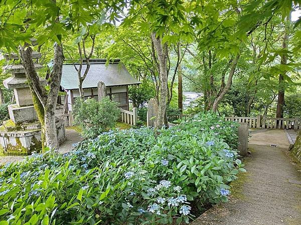 京都初夏 紫陽花：柳谷觀音 楊谷寺