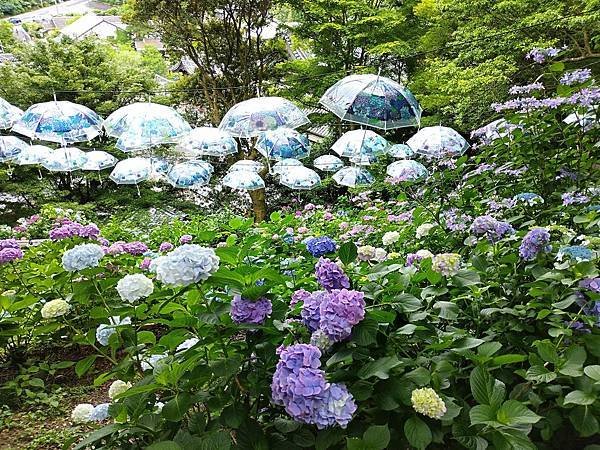 京都初夏 紫陽花：柳谷觀音 楊谷寺