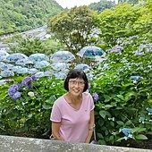 京都初夏 紫陽花：柳谷觀音 楊谷寺