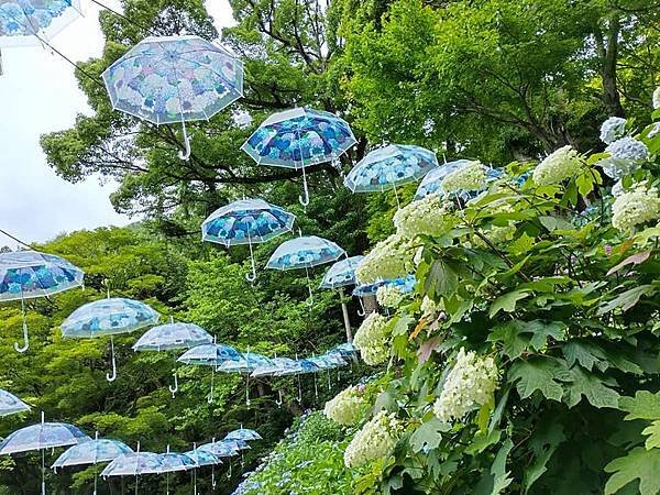 京都初夏 紫陽花：柳谷觀音 楊谷寺