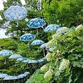 京都初夏 紫陽花：柳谷觀音 楊谷寺