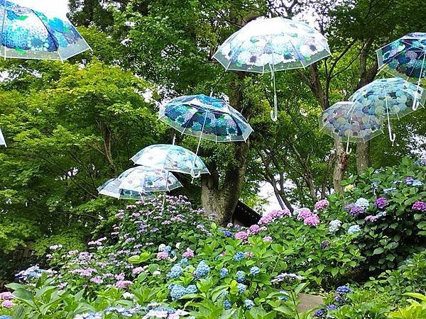 京都初夏 紫陽花：柳谷觀音 楊谷寺