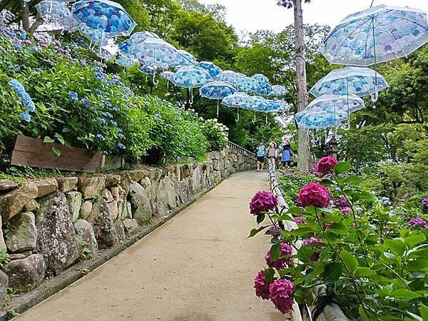 京都初夏 紫陽花：柳谷觀音 楊谷寺