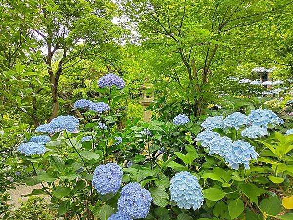 京都初夏 紫陽花：柳谷觀音 楊谷寺
