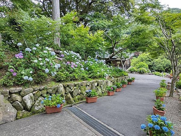 京都初夏 紫陽花：柳谷觀音 楊谷寺